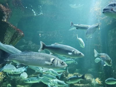 46.15302658055555,-1.15111231777778