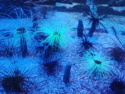 46.15324783305555,-1.15065264694444