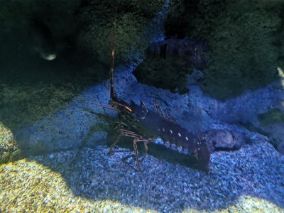 46.15301895138889,-1.15064716333333