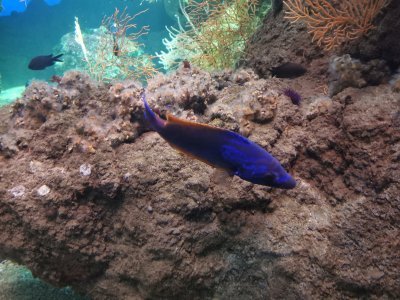 46.15299606305555,-1.15065228916667