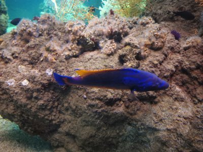 46.15299606305555,-1.15065228916667