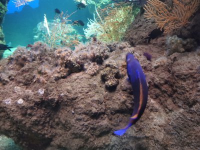 46.15299606305555,-1.15065228916667