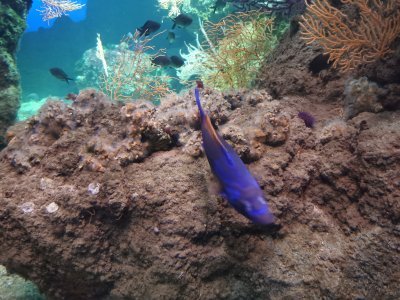 46.15299606305555,-1.15065228916667