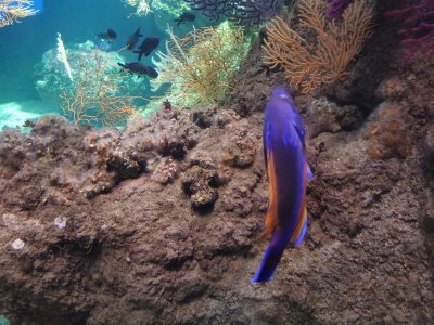 46.15299606305555,-1.15065228916667