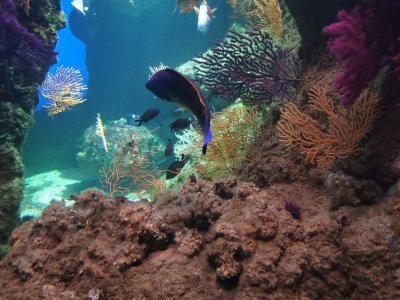 46.15299606305555,-1.15065228916667