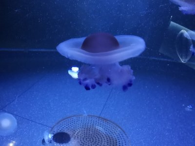 46.15326309194445,-1.15063941472222