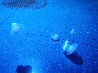 46.15326309194445,-1.15063941472222