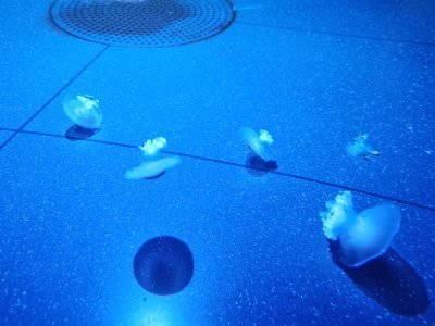 46.15326309194445,-1.15063941472222