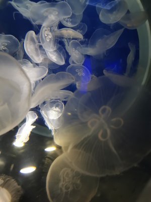 46.15326309194445,-1.15063941472222