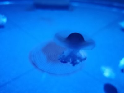 46.15326309194445,-1.15064322944444