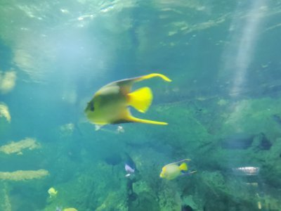 46.15316772444444,-1.15077853194444