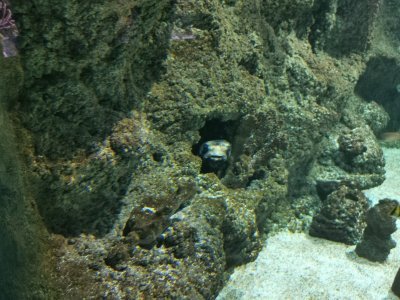 46.15322875972222,-1.150710225