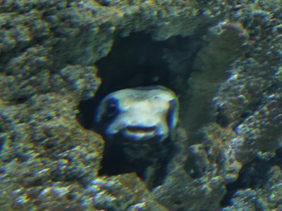 46.15326309194445,-1.15064394472222