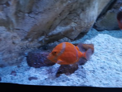 46.15280532833333,-1.15023291083333