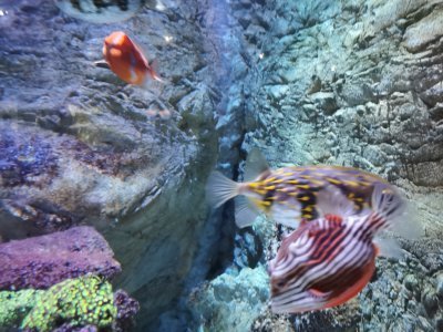 46.15310287472222,-1.15087211111111