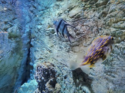 46.15305555555555,-1.15083333333333