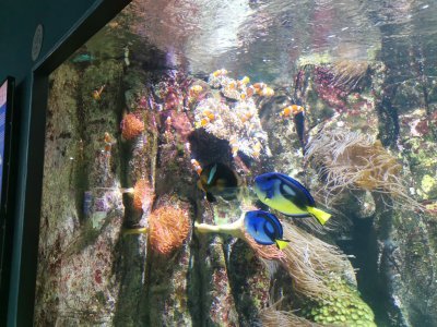 46.15155029277778,-1.14949250194444