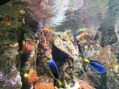 46.15306091305555,-1.15093922611111