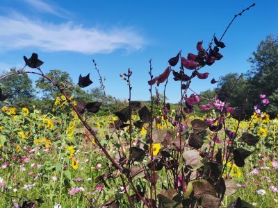Le Jardin Extraordinaire de Lieurac