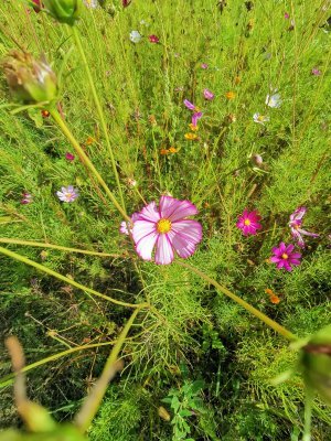 42.97481536861111,1.76377010333333