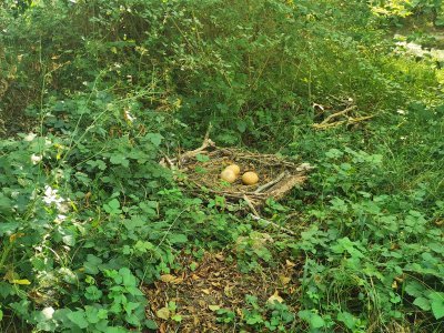 42.98376846305555,1.78350150583333