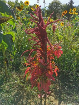 42.984184265,1.78295874583333