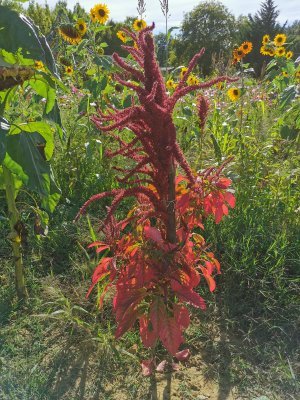 42.984184265,1.78295874583333