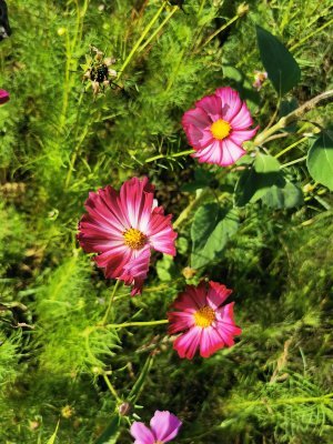 42.98410415638889,1.78276884555556