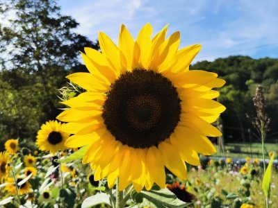 42.97481536861111,1.76377010333333