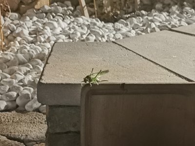 43.49007797222222,6.38228464111111