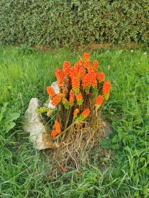 49.02829360944445,1.85241484638889