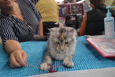 Animal Expo - Salon du Chien et du Chat 2019