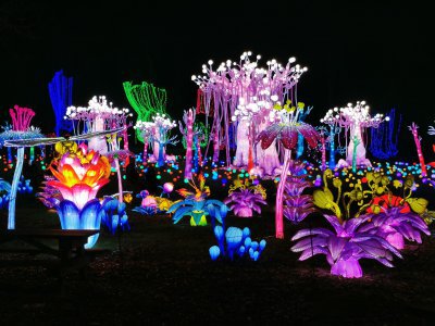 Thoiry Lumières Sauvages