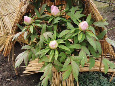 35.71516418444445,139.77233886694447