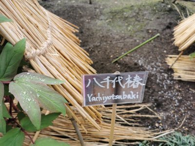 35.71516418444445,139.77233886694447