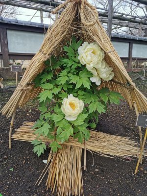 35.71509170527778,139.77207946750002