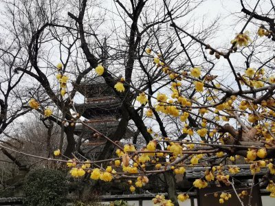 35.71512985222223,139.77189636222224