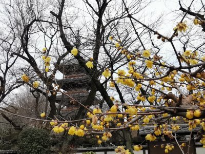 35.71512985222223,139.77189636222224