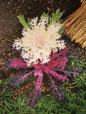 35.71513366694445,139.77178955055558