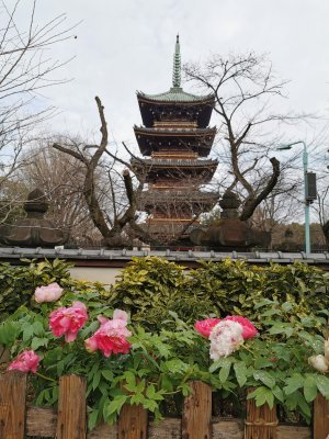 35.71522521972223,139.77174377416668