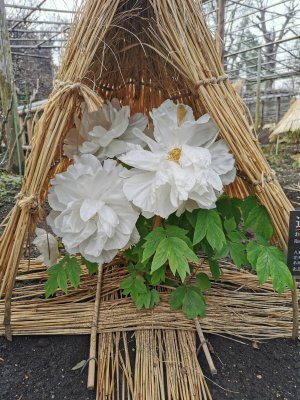 35.71525573722222,139.77142333972225