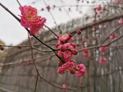 35.71511077861111,139.77139282222223