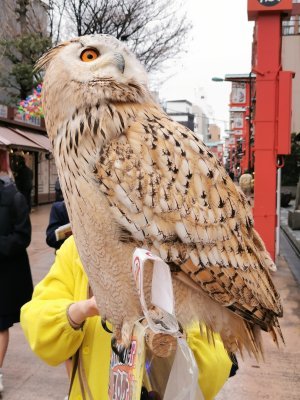 35.7125434875,139.79476928694444