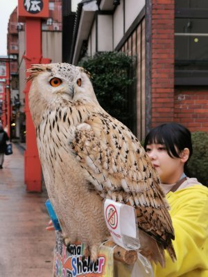 35.7125434875,139.79476928694444