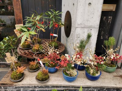 35.70969772333333,139.79124450666666