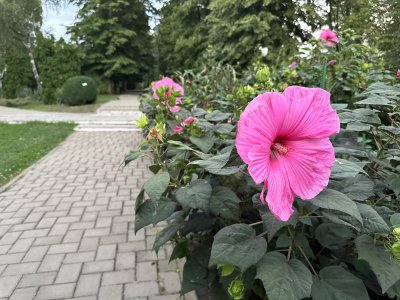 47.18552777777777,27.55443888888889