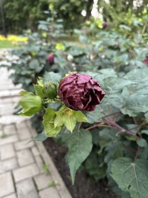 47.18557222222222,27.55455