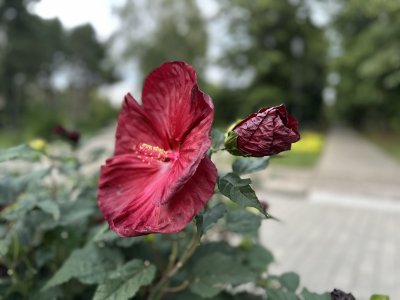 47.18555833333333,27.55455