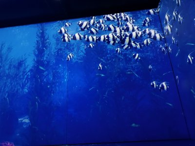 47.14649166666667,27.59734722222222